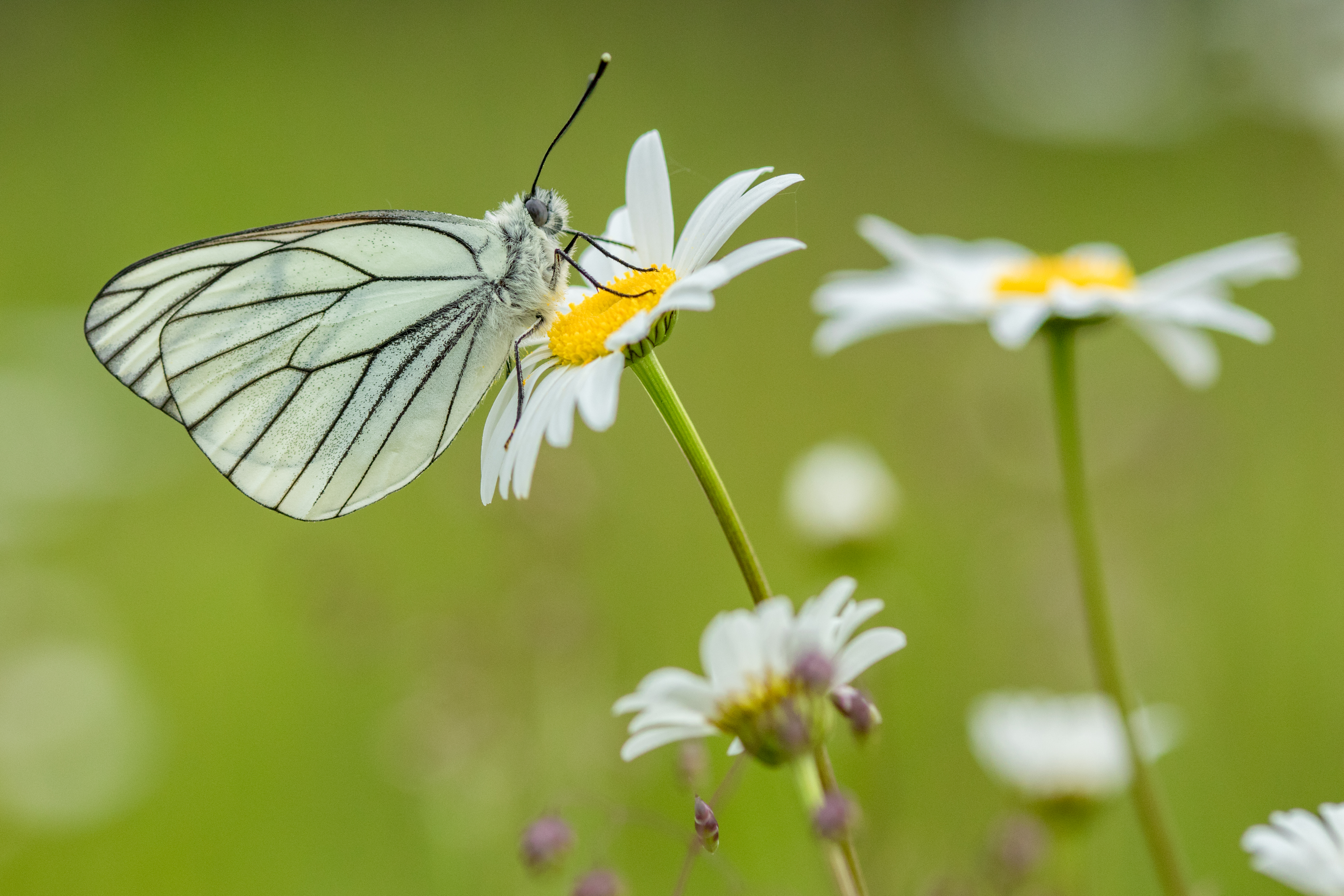 Fokko Erhart, Nismes, België, 23 mei 2018